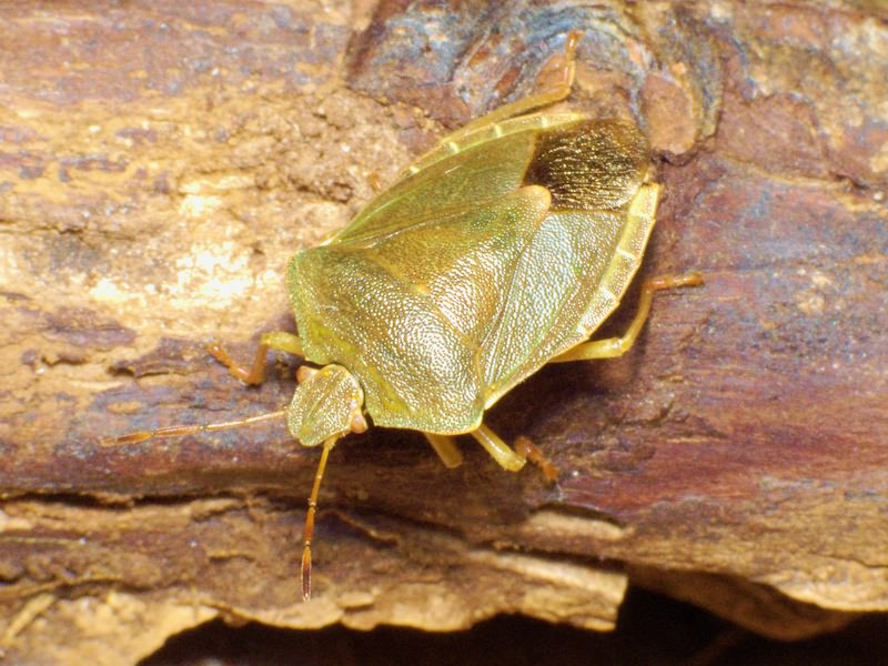 Palomena prasina (Linnaeus, 1761)